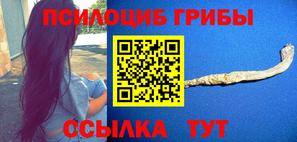 Псилоцибиновые грибы Psilocybe Кострома